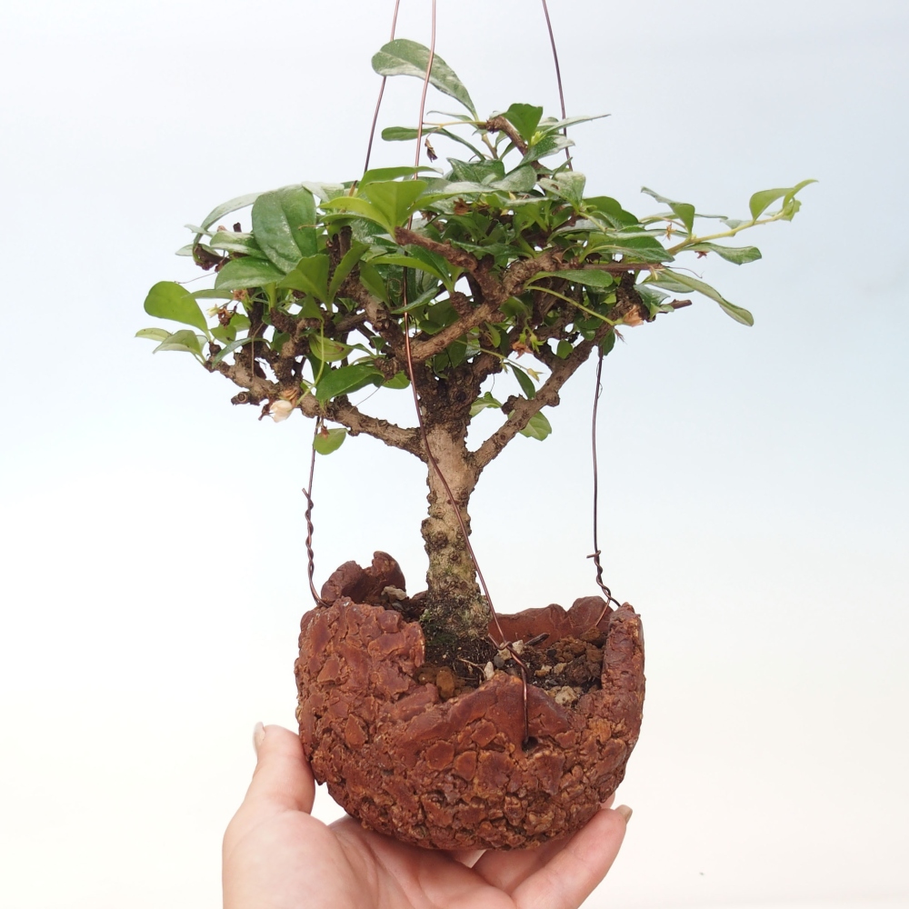 Kokedama w ceramice - Tea-fuki - Carmona macrophylla