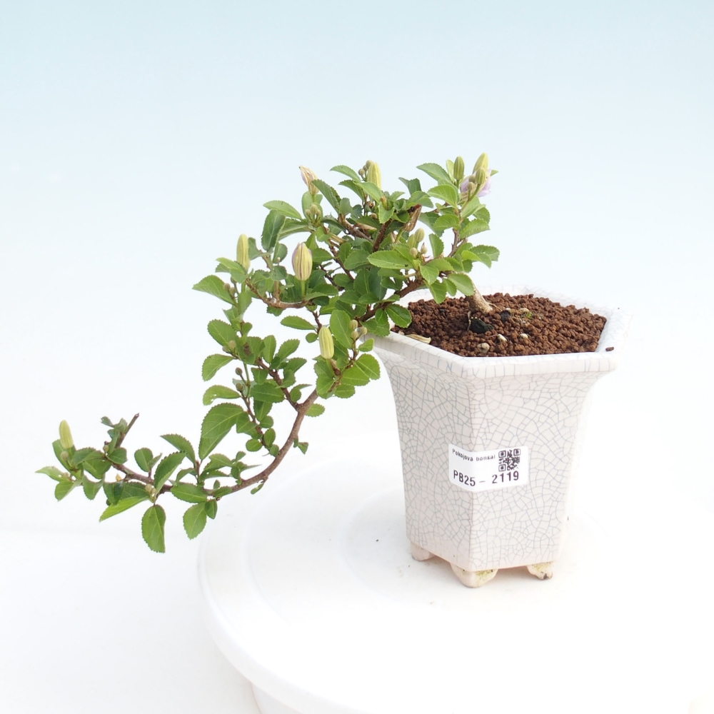 Kryty bonsai - Grewia occidentalis - Lawendowa gwiazda