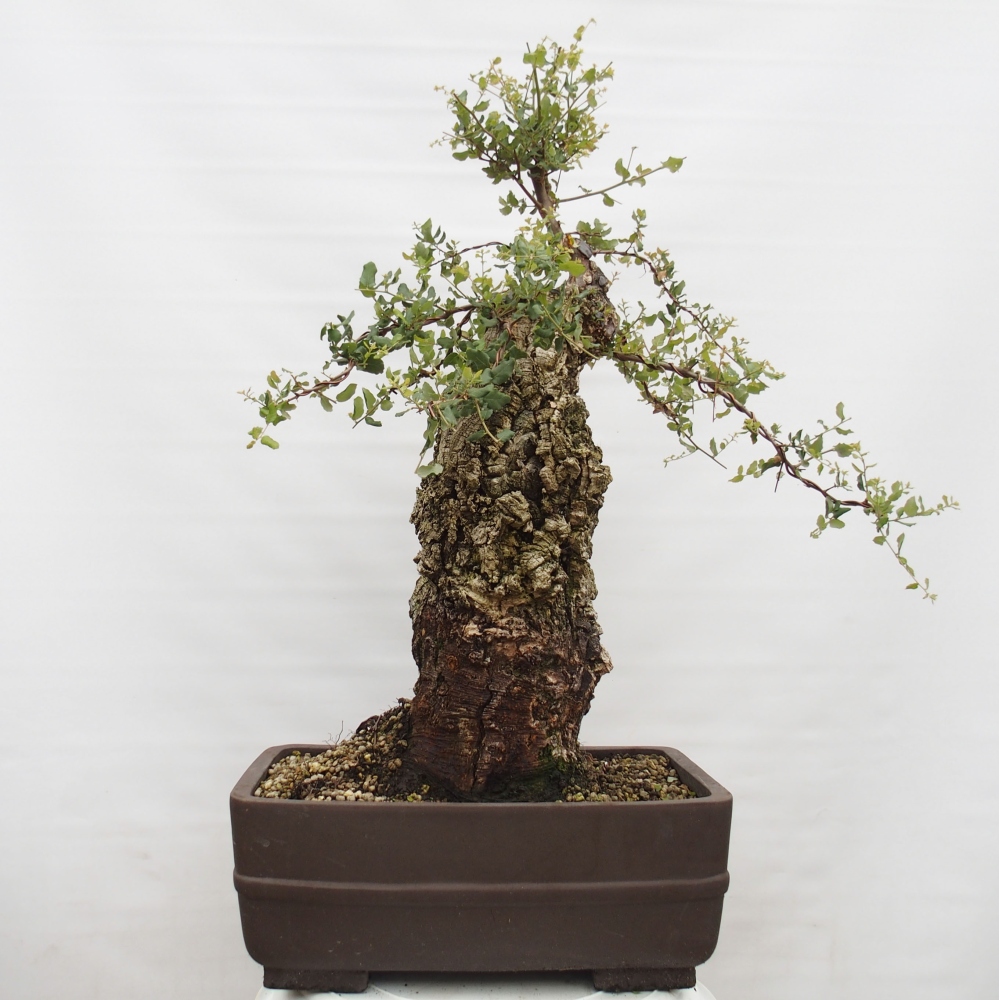 Bonsai zewnętrzne Quercus suber