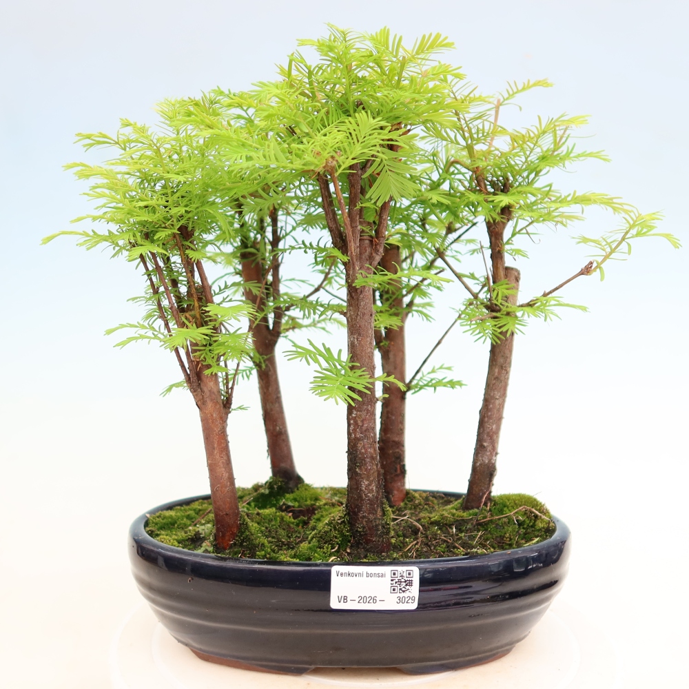 Bonsai ogrodowe – Metasequoia glyptostroboides – metasekwoja chińska – zagajnik
