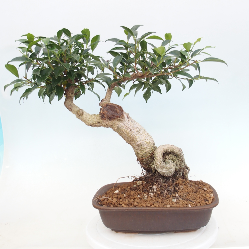 Pokój bonsai - Ficus kimmen - figowiec drobnolistny