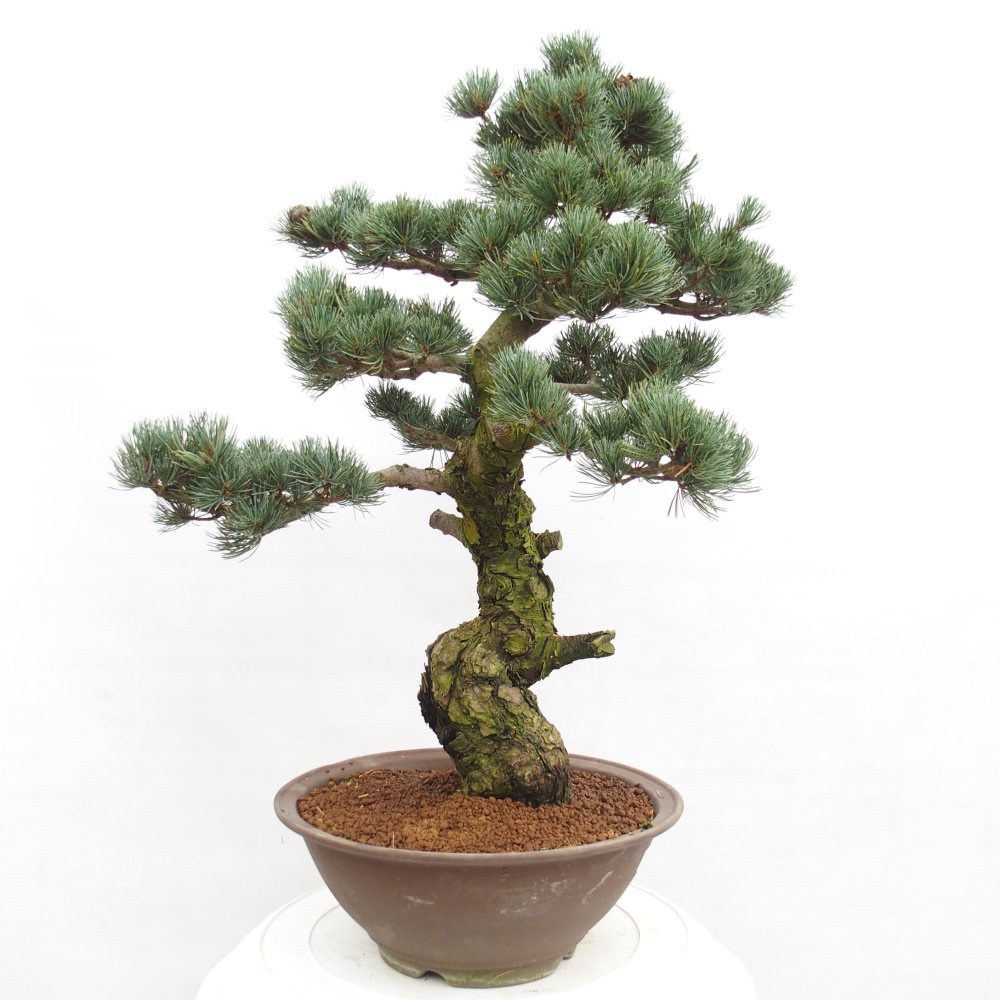 Outdoor bonsai - Pinus parviflora - Mała sosna