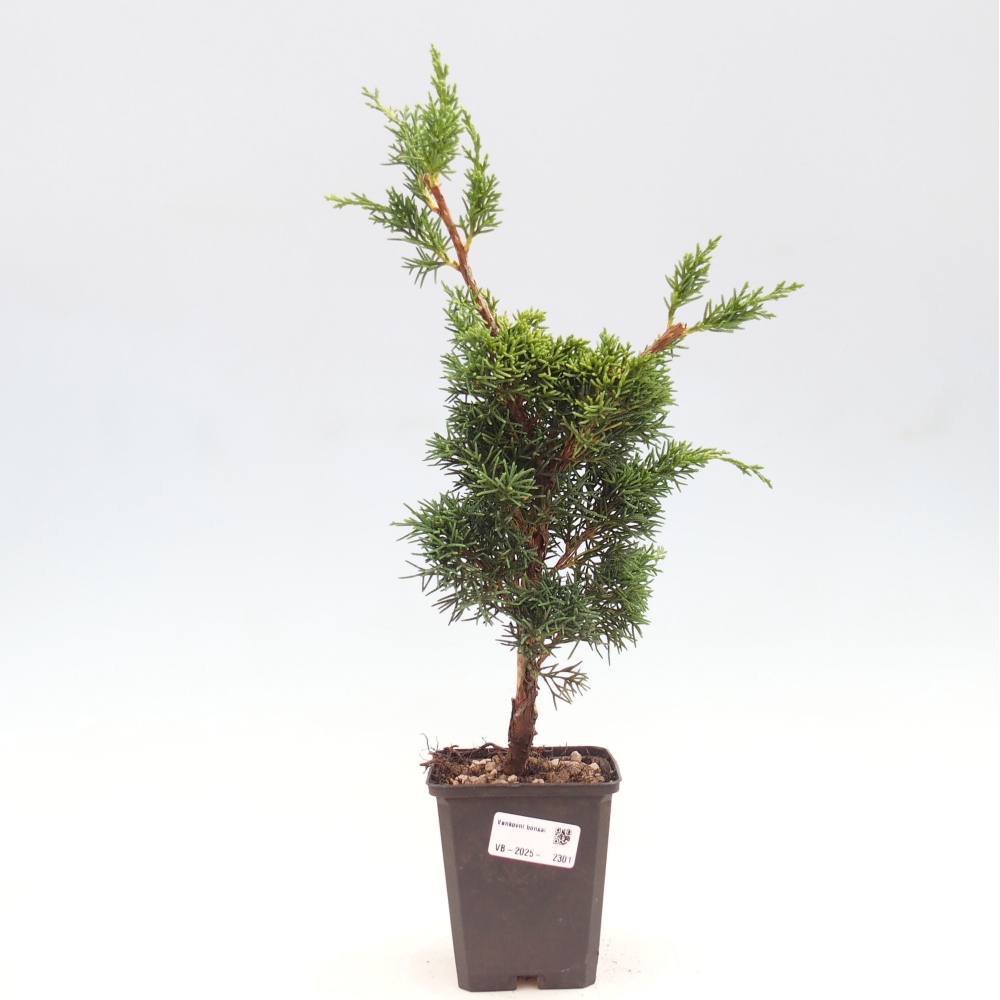 Outdoor bonsai - Juniperus chinensis Kishu - chiński jałowiec