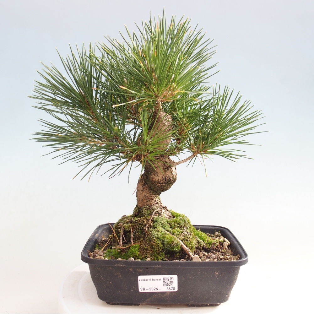 Outdoor bonsai - Pinus thunbergii - sosna Thunberga