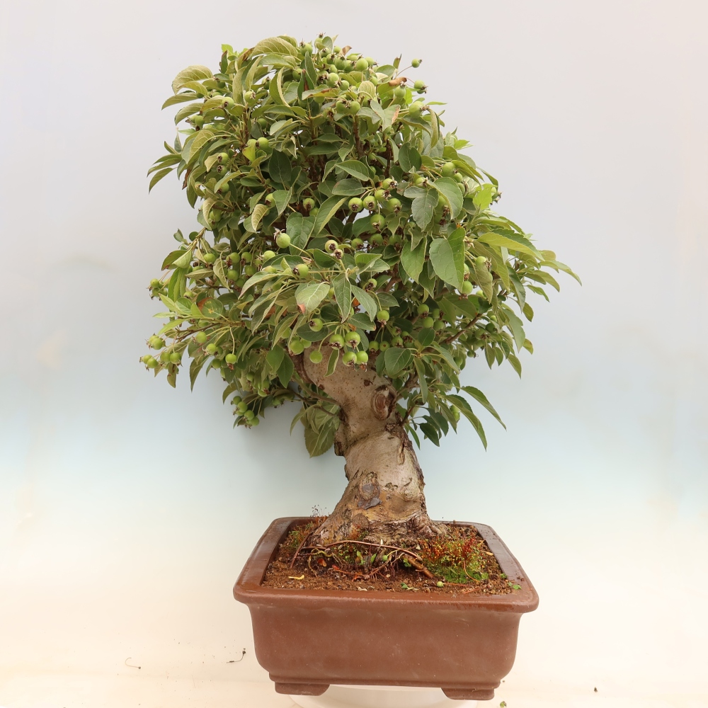 Bonsai plenerowe - Malus Halliana - Jabłoń drobnoowocowa