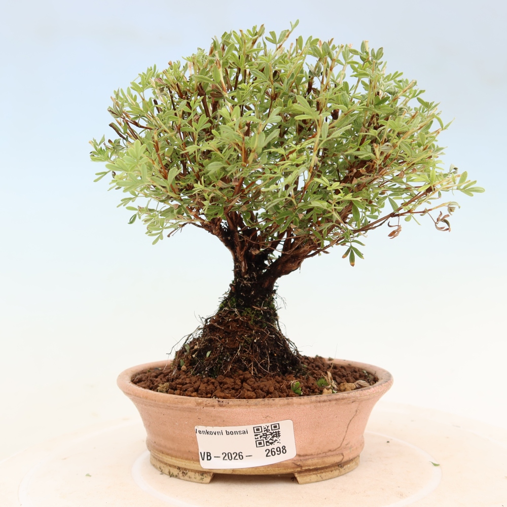 Bonsai ogrodowe – potentilla fruticosa – Goldkissen