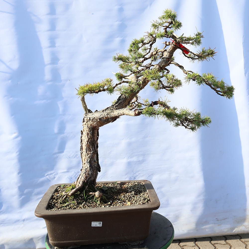 Pinus sylvestris Hiszpania – sosna zwyczajna