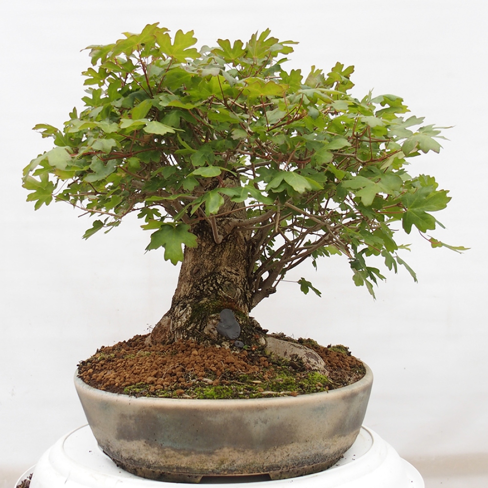 Bonsai zewnętrzne - Klon dziecięcy - Acer campestre