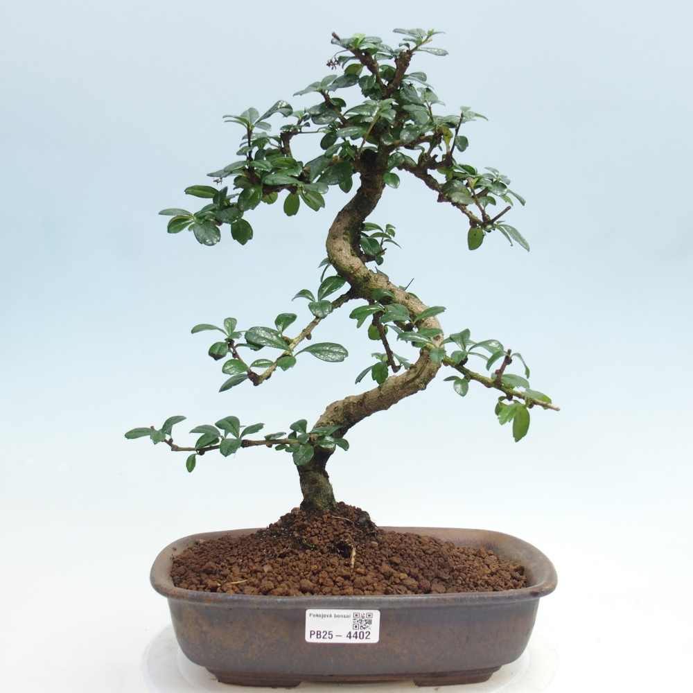 Bonsai pokojowe - Carmona macrophylla - Tea fuki