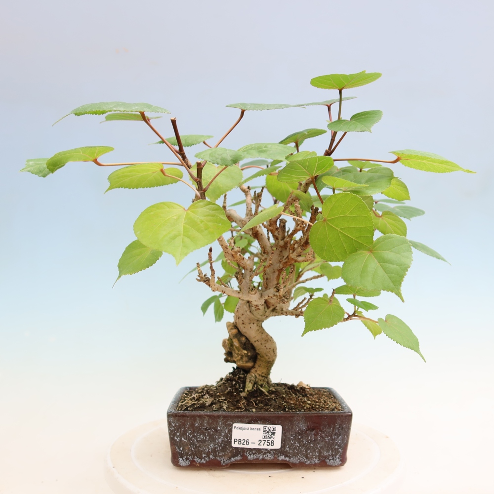 Bonsai domowe - Hibiscus tiliaceus - Hibiskus morski