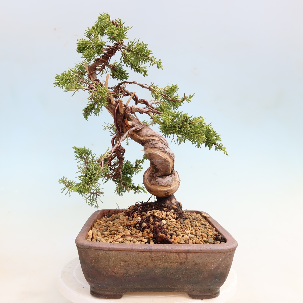 Bonsai ogrodowe – Juniperus chinensis Itoigawa – jałowiec chiński