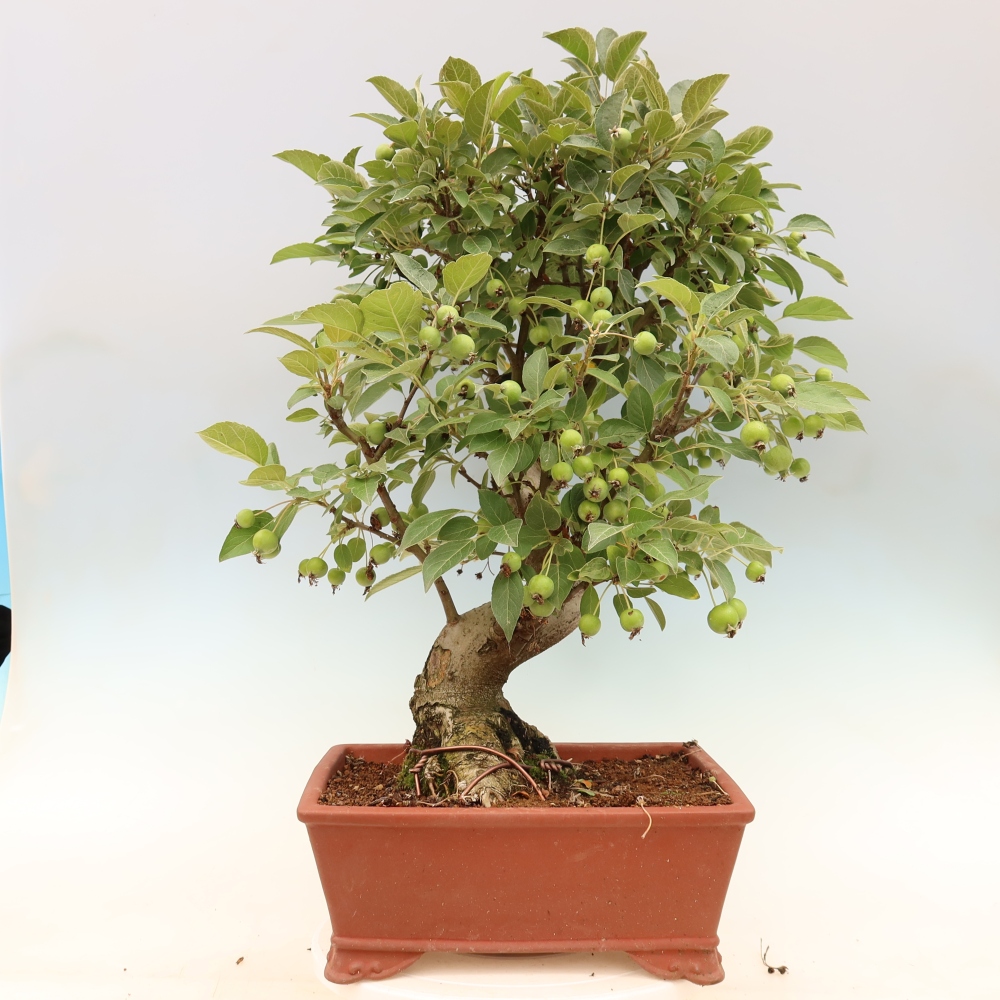 Outdoor bonsai - Malus halliana - Jabłoń drobnoowocowa