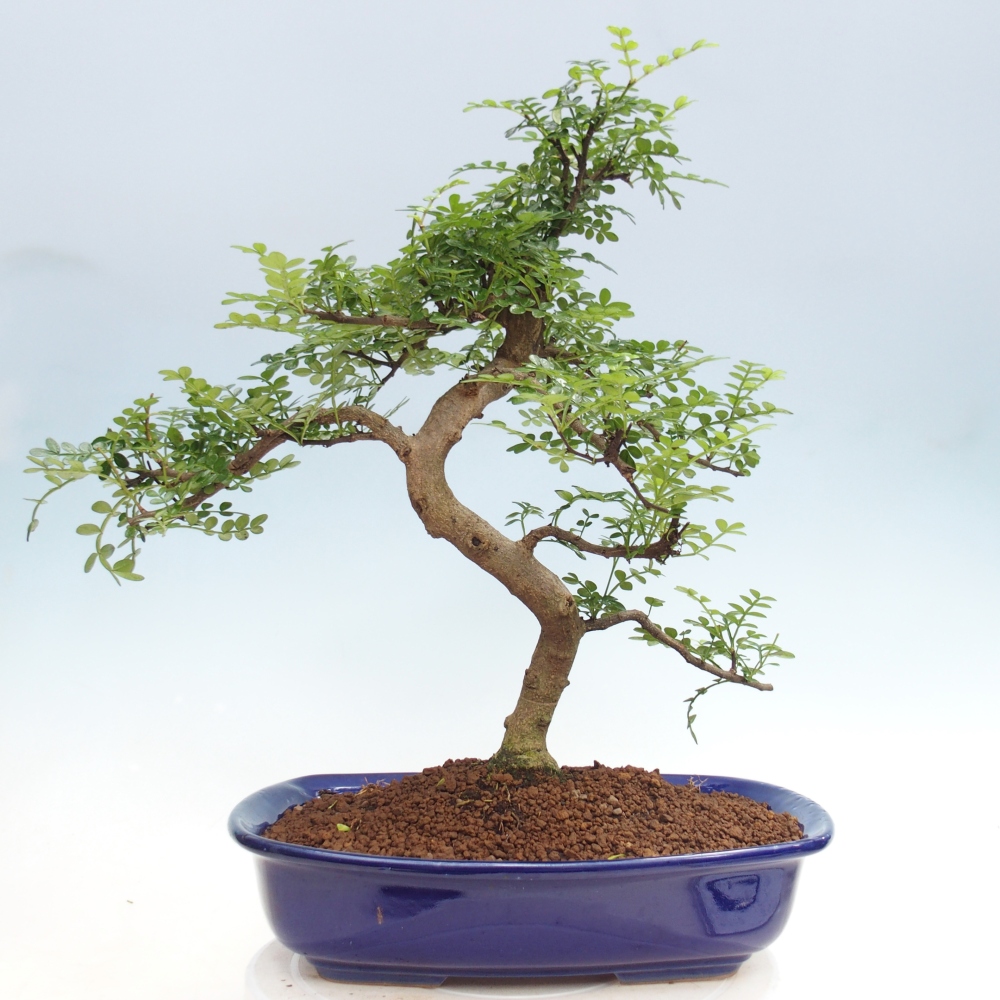 Pokój bonsai - Zantoxylum piperitum - drzewo pieprzowe