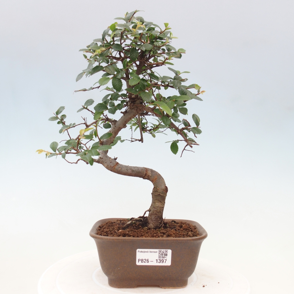 Pokój bonsai - Ulmus parvifolia - Wiąz drobnolistny