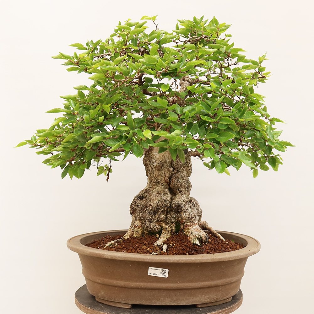 Bonsai plenerowe - Carpinus Coreana - grab koreański