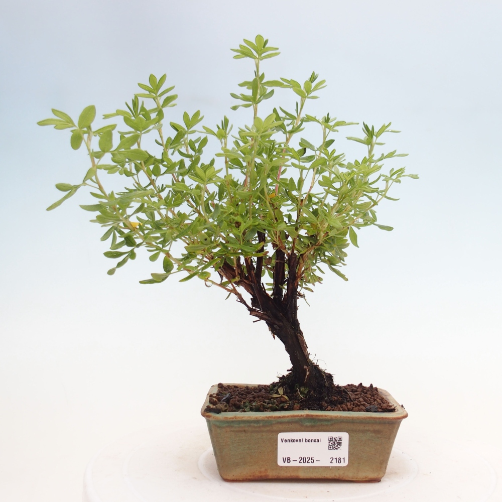 Outdoor bonsai-Pięciolistnik - Potentila fruticosa żółty Ptak