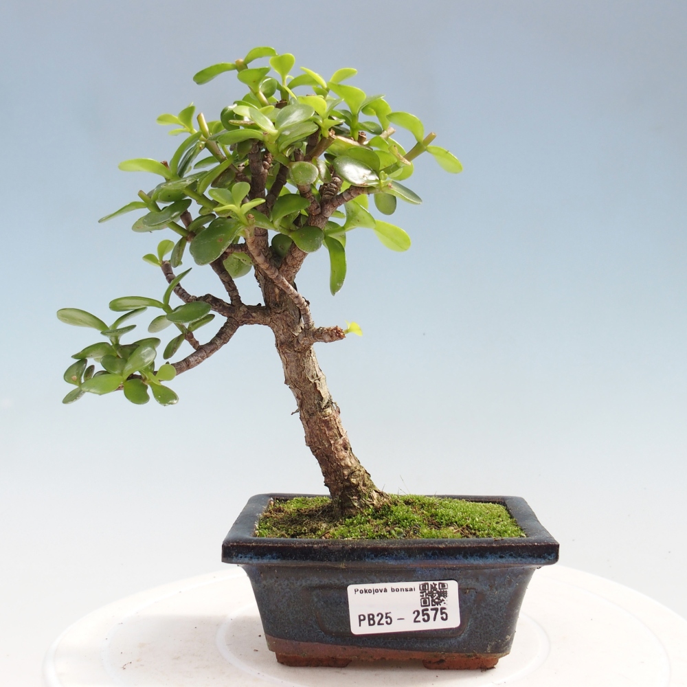 Kryty bonsai - Portulakaria Afra - Tlustice