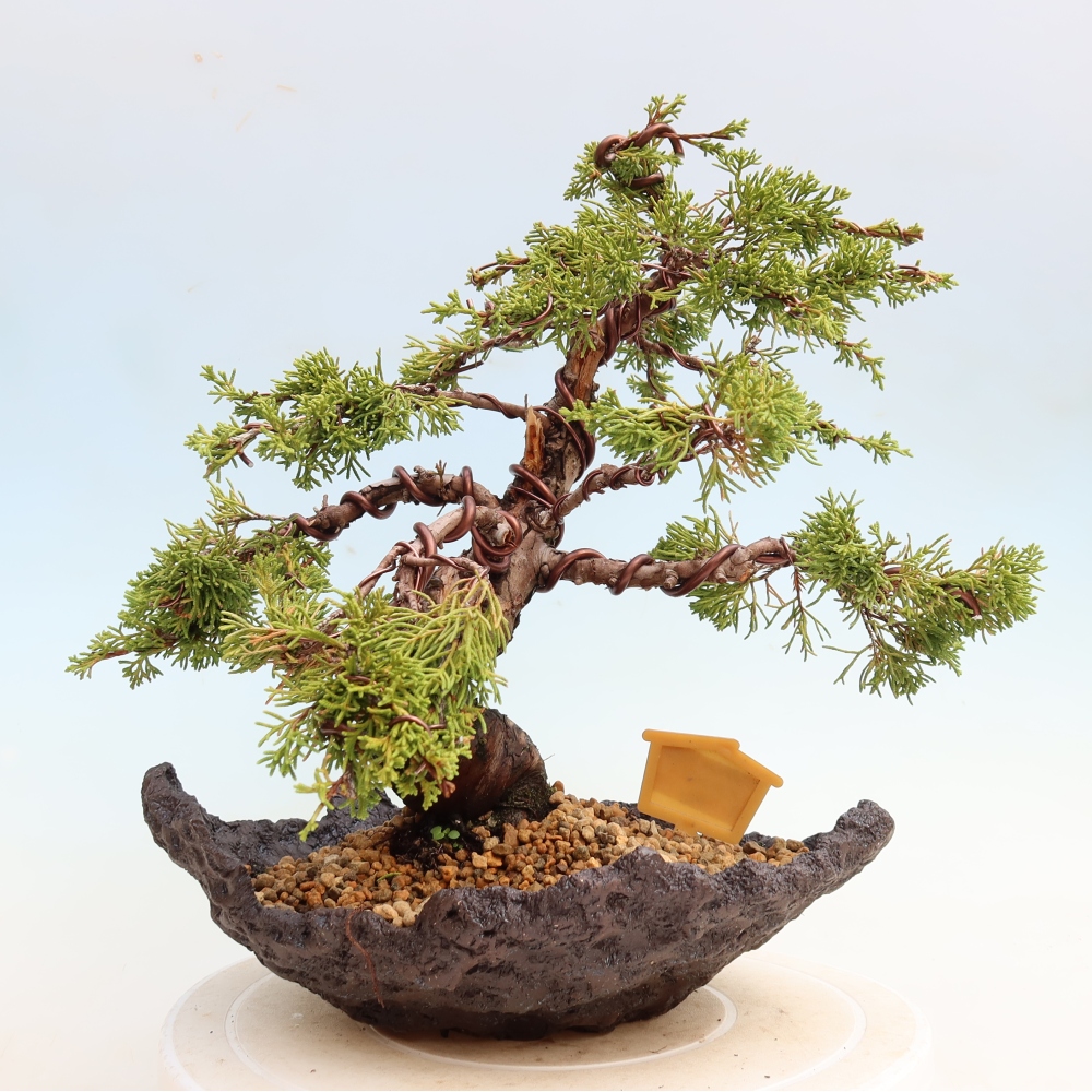 Bonsai ogrodowe – Juniperus chinensis Itoigawa – jałowiec chiński