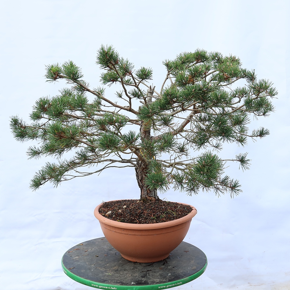 Pinus sylvestris Hiszpania – sosna zwyczajna