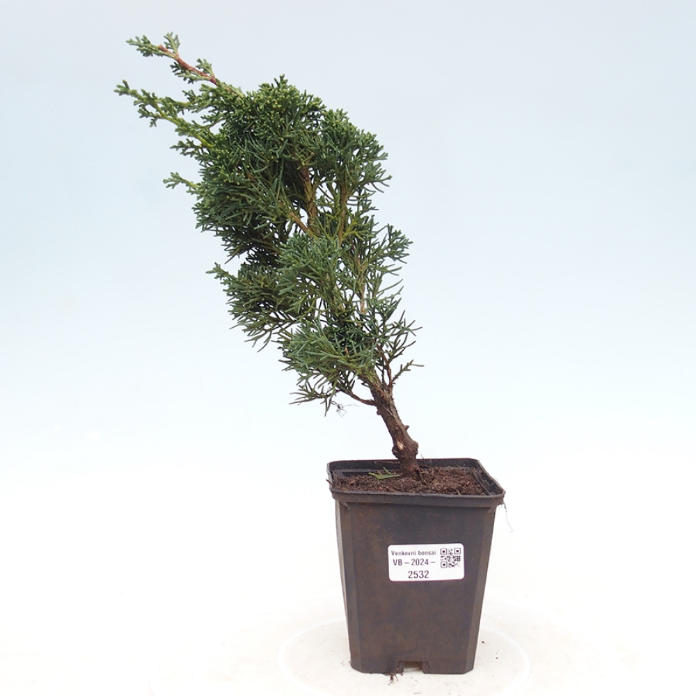 Outdoor bonsai - Juniperus chinensis Kishu - chiński jałowiec