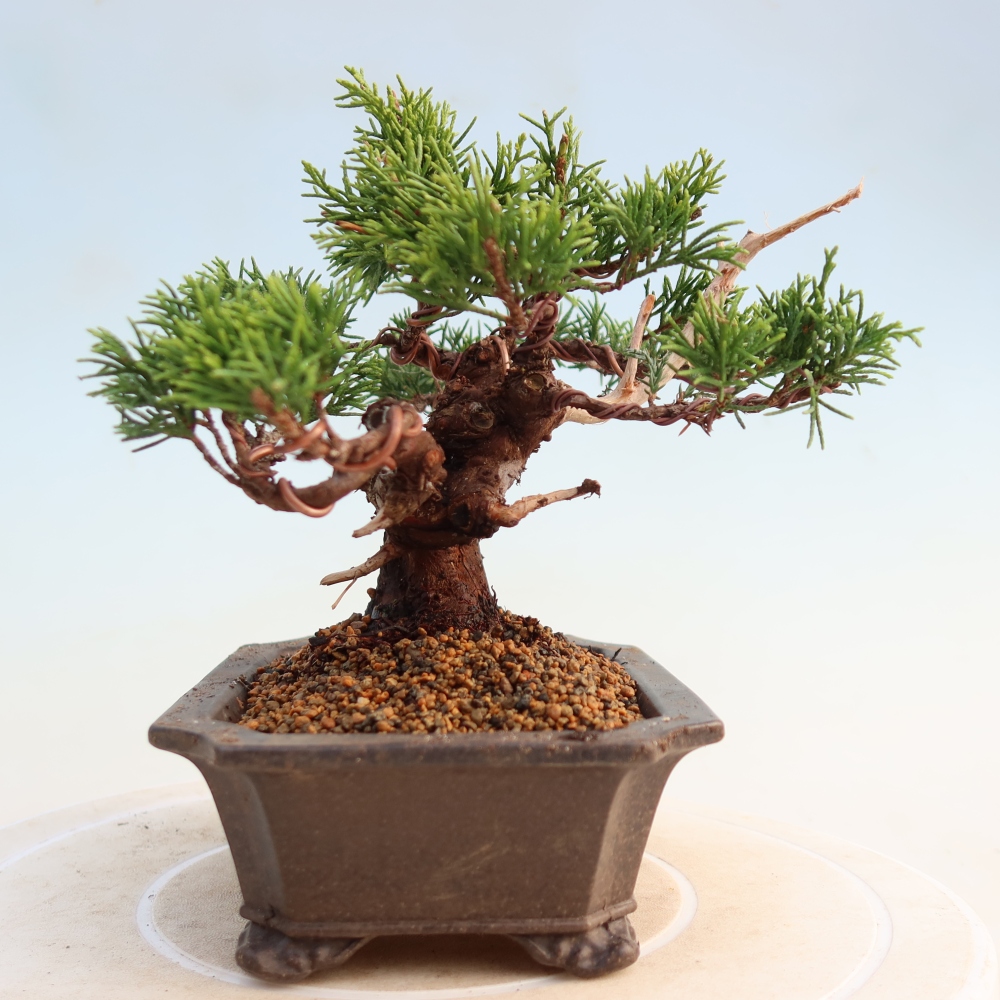 Outdoor bonsai - Juniperus chinensis Itoigawa - Jałowiec chiński