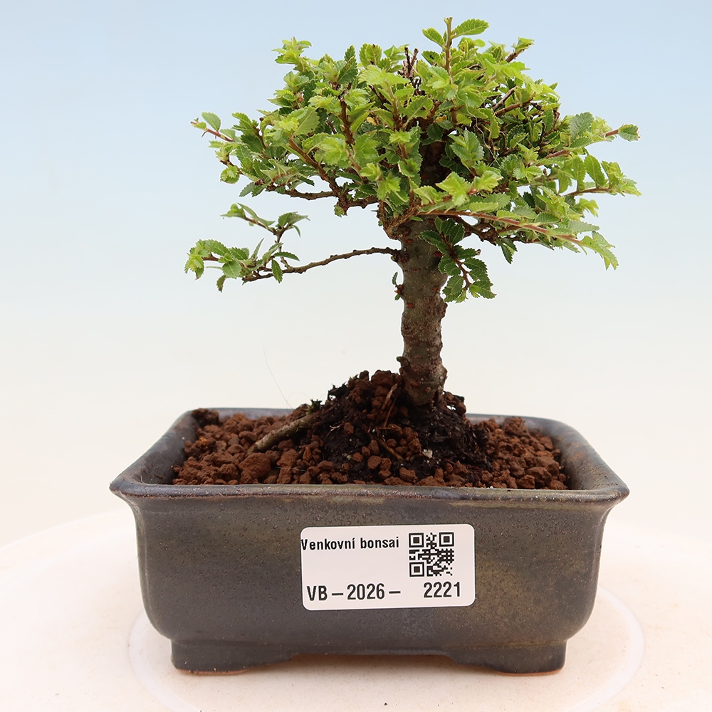 Bonsai ogrodowe – Ulmus parvifolia Sagei – wiąz drobnolistny