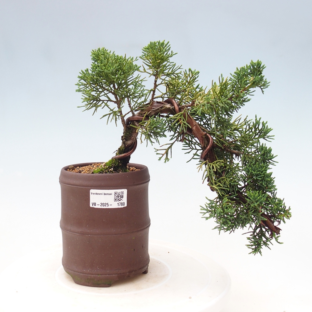 Bonsai zewnętrzne - Juniperus chinensis Kishu - Jałowiec chiński