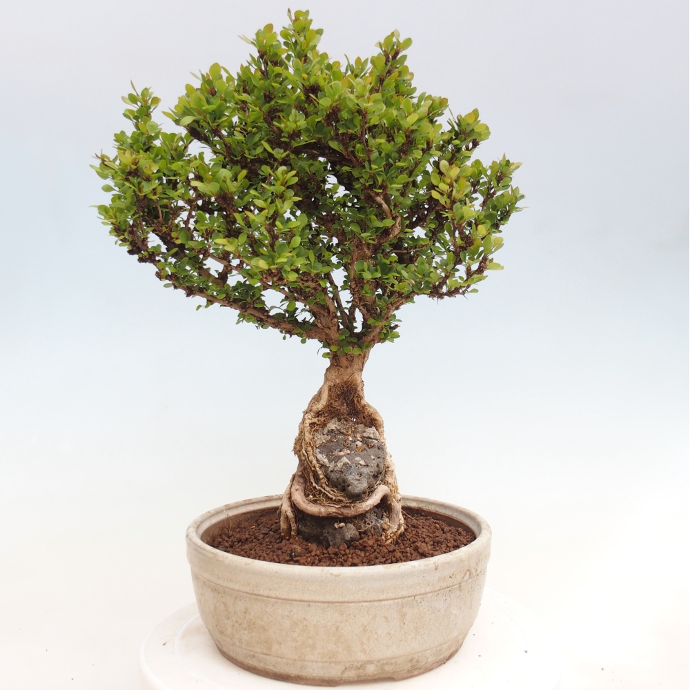 Bonsai zewnętrzne - Berberis coreana