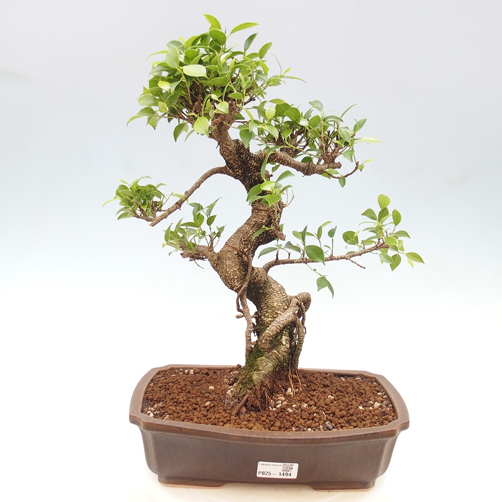 Kryty bonsai - Ficus kimmen - figowiec drobnolistny
