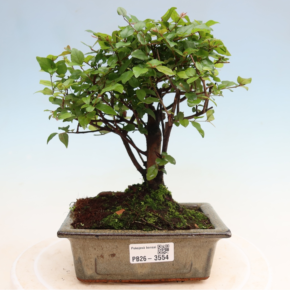 Bonsai pokojowe - Sageretia thea - Sageretia thea