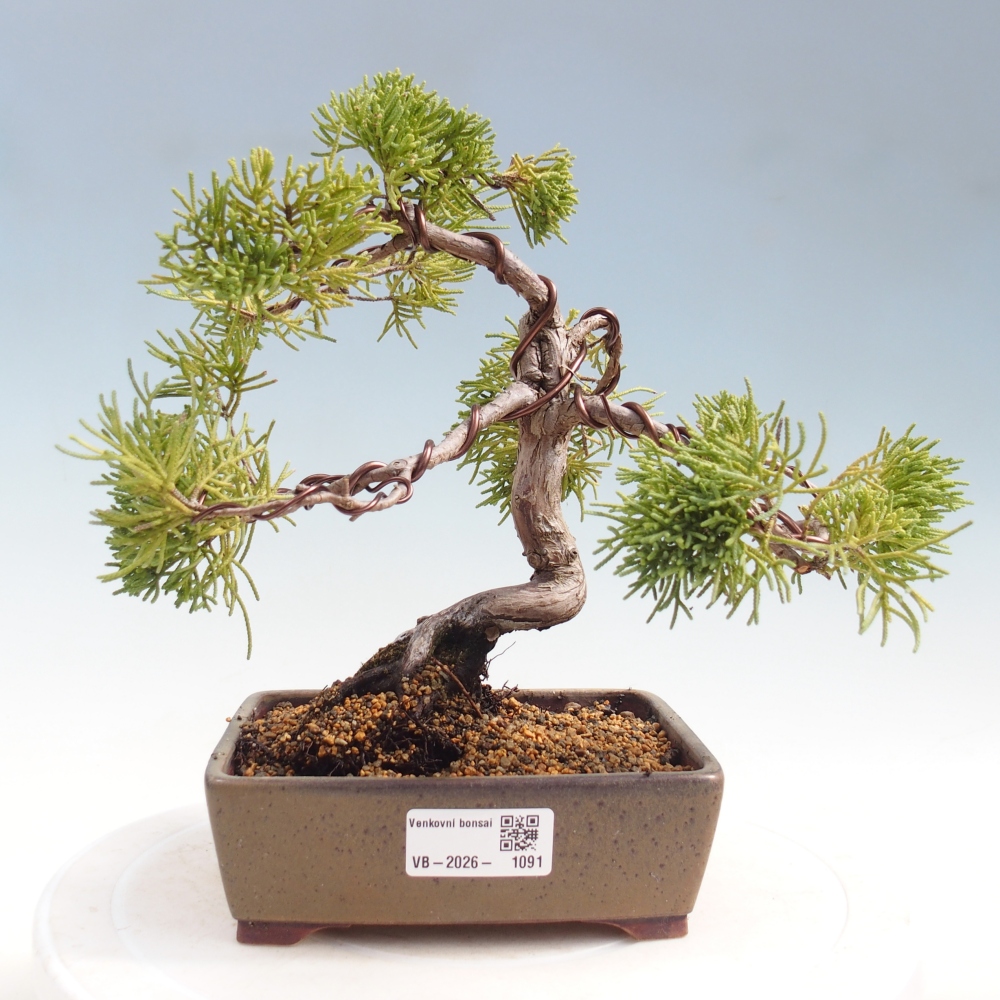 Outdoor bonsai - Juniperus chinensis Kishu
