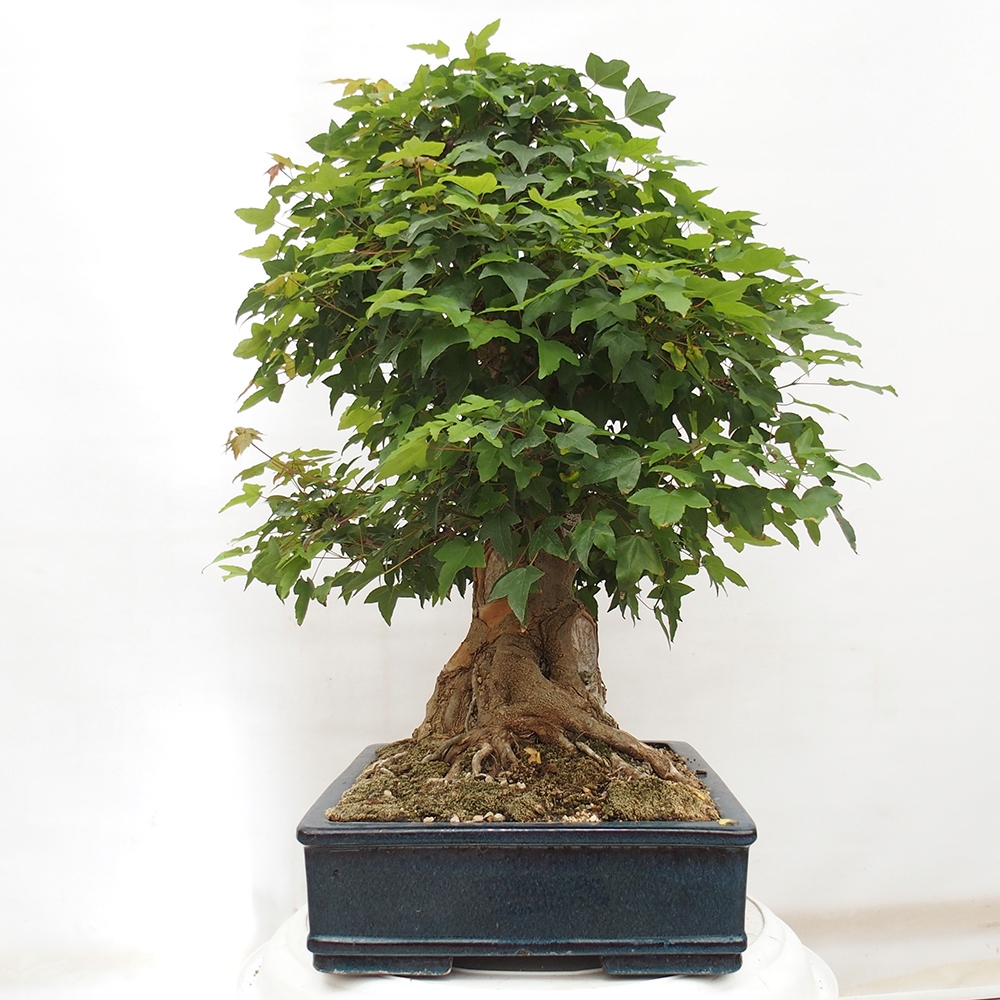 Outdoor bonsai - Maple Buergerianum - Burger Maple