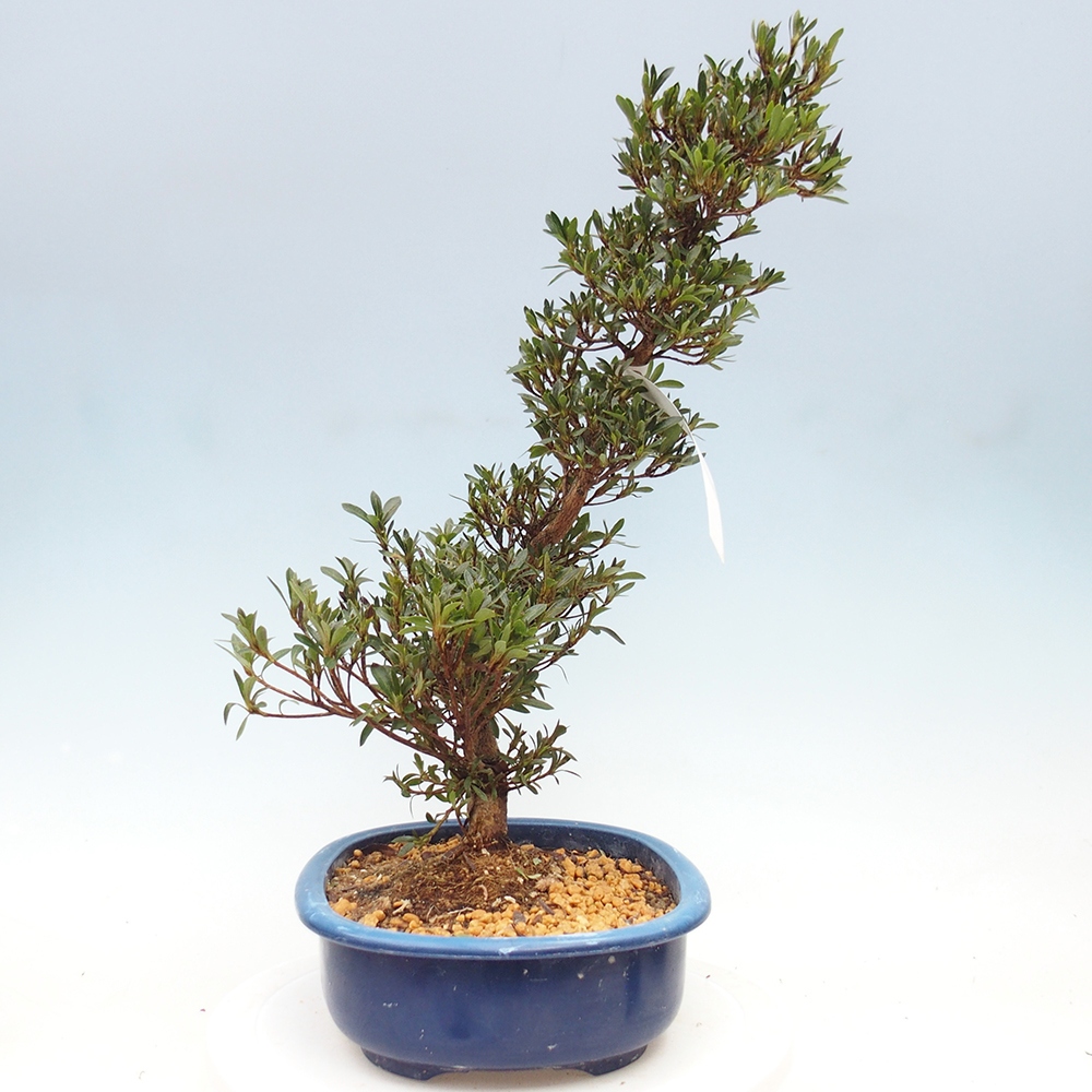 Bonsai zewnętrzne - Azalia japońska - Azalia Hakurin