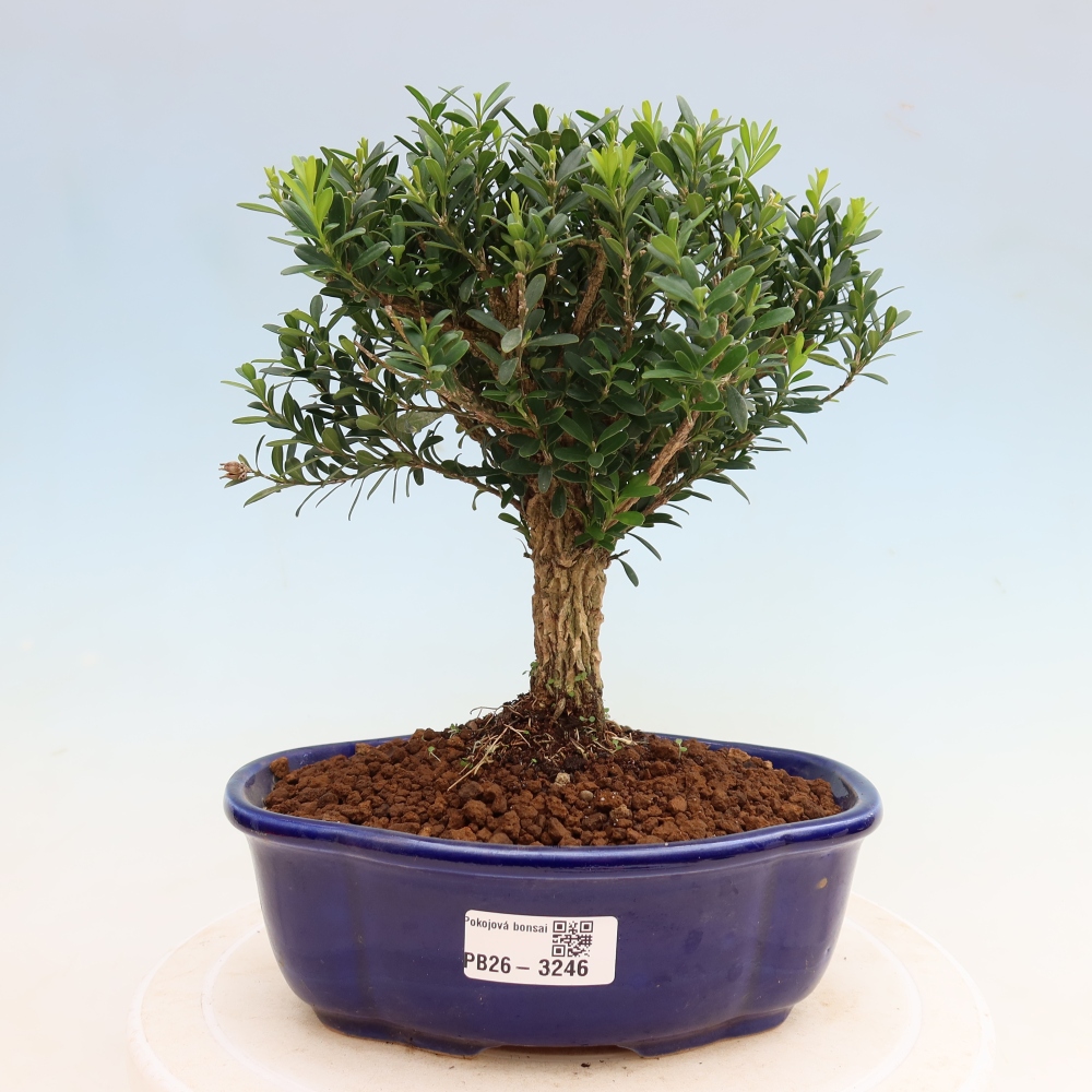 Pokój bonsai - Buxus harlandii - buxus korkowy