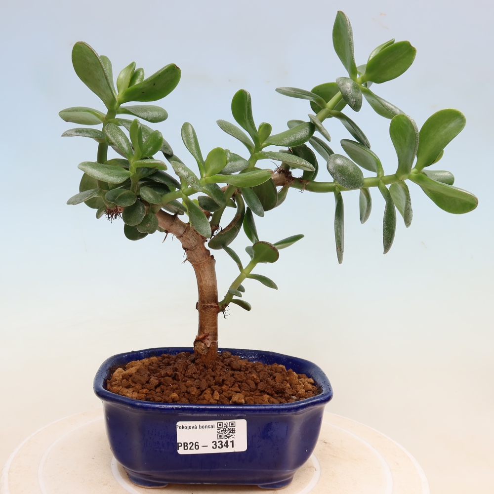 Bonsai pokojowe – Grubosz jajowaty – Crassula ovata