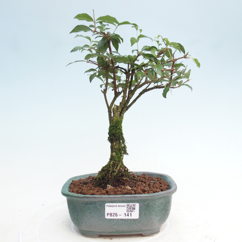 Pokój bonsai - Malpighia coccigera- Barbdor Cherry