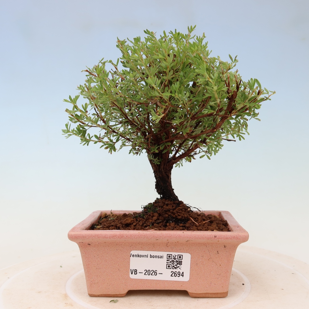 Bonsai ogrodowe – potentilla fruticosa – Goldkissen