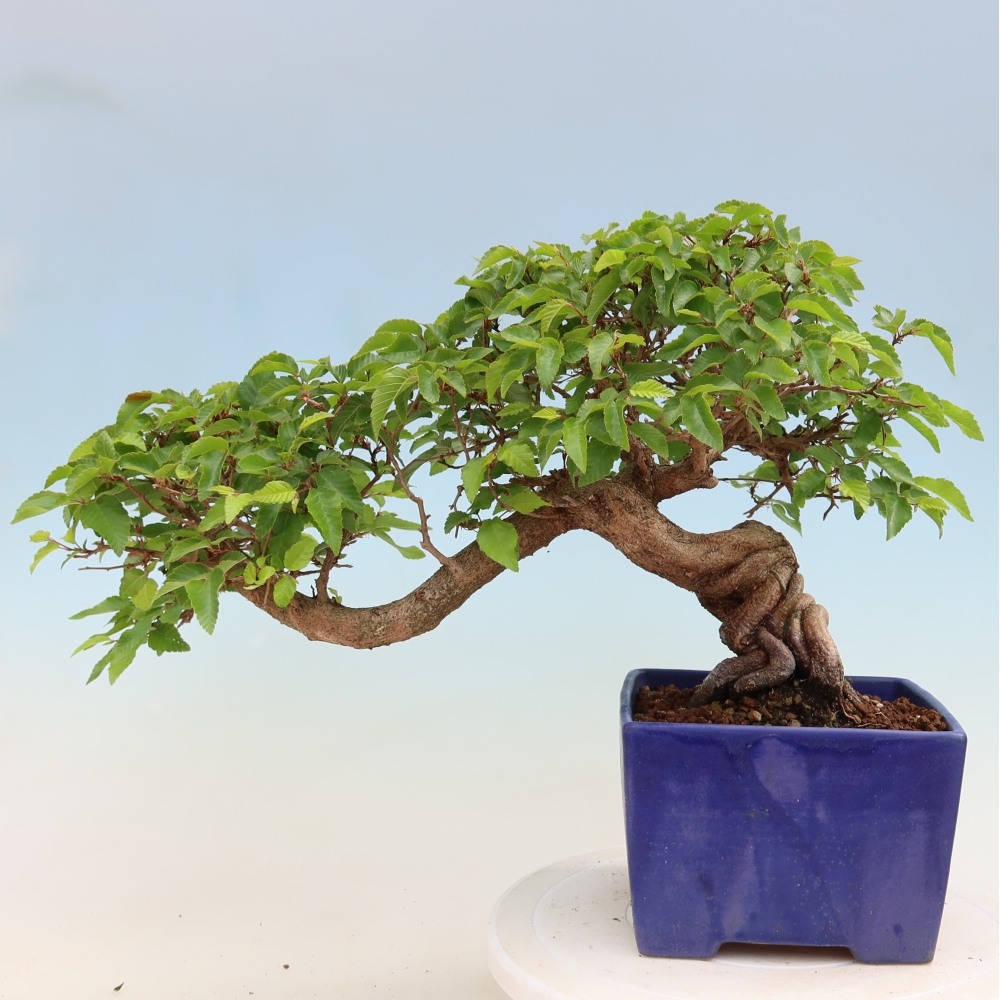 Outdoor bonsai - Carpinus coreana - grab koreański