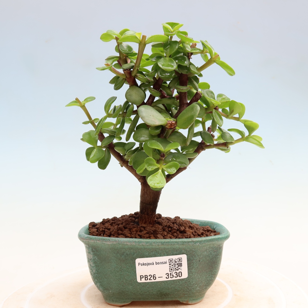 Pokój bonsai - Portulakaria Afra - Tlustice