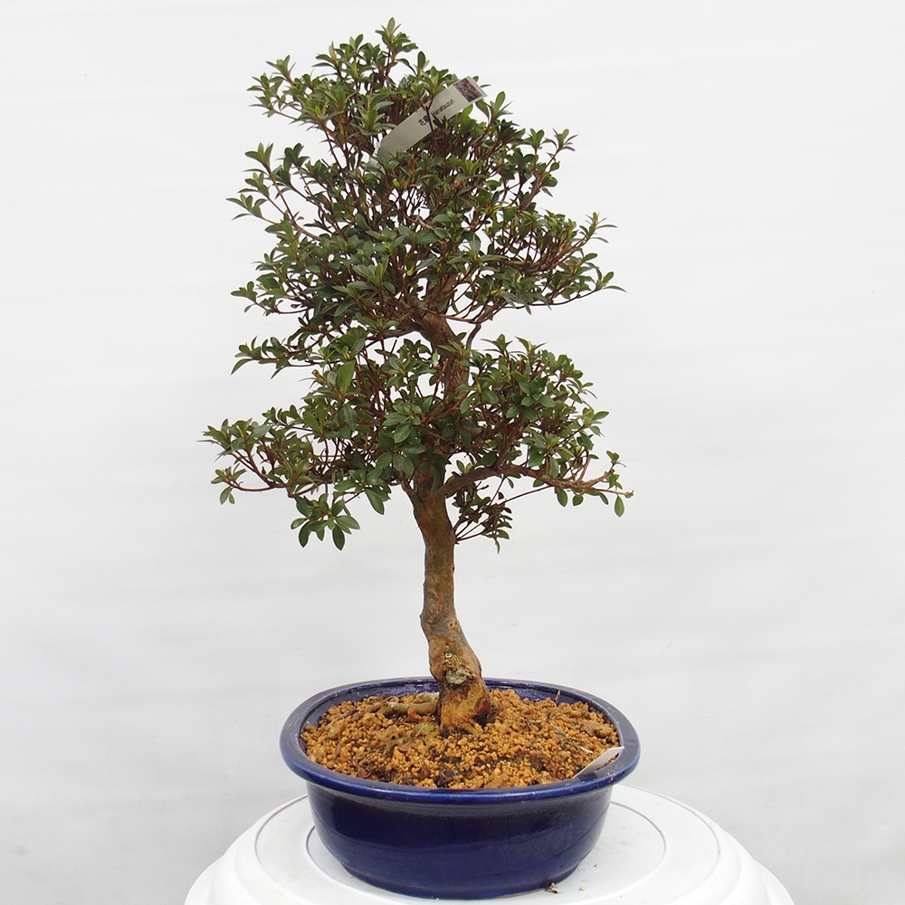 Bonsai zewnętrzne - Azalia japońska - Azalia Hanatsuzuri
