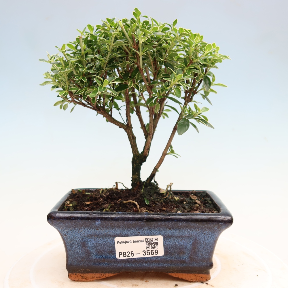 Bonsai pokojowe – Serissa foetida Variegata – Drzewo tysiąca gwiazd