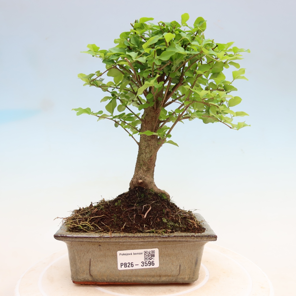 Pokój bonsai - Ligustrum chinensis - Dziób ptaka