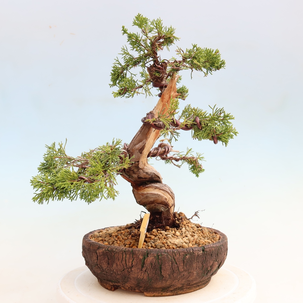 Bonsai ogrodowe – Juniperus chinensis Itoigawa – jałowiec chiński