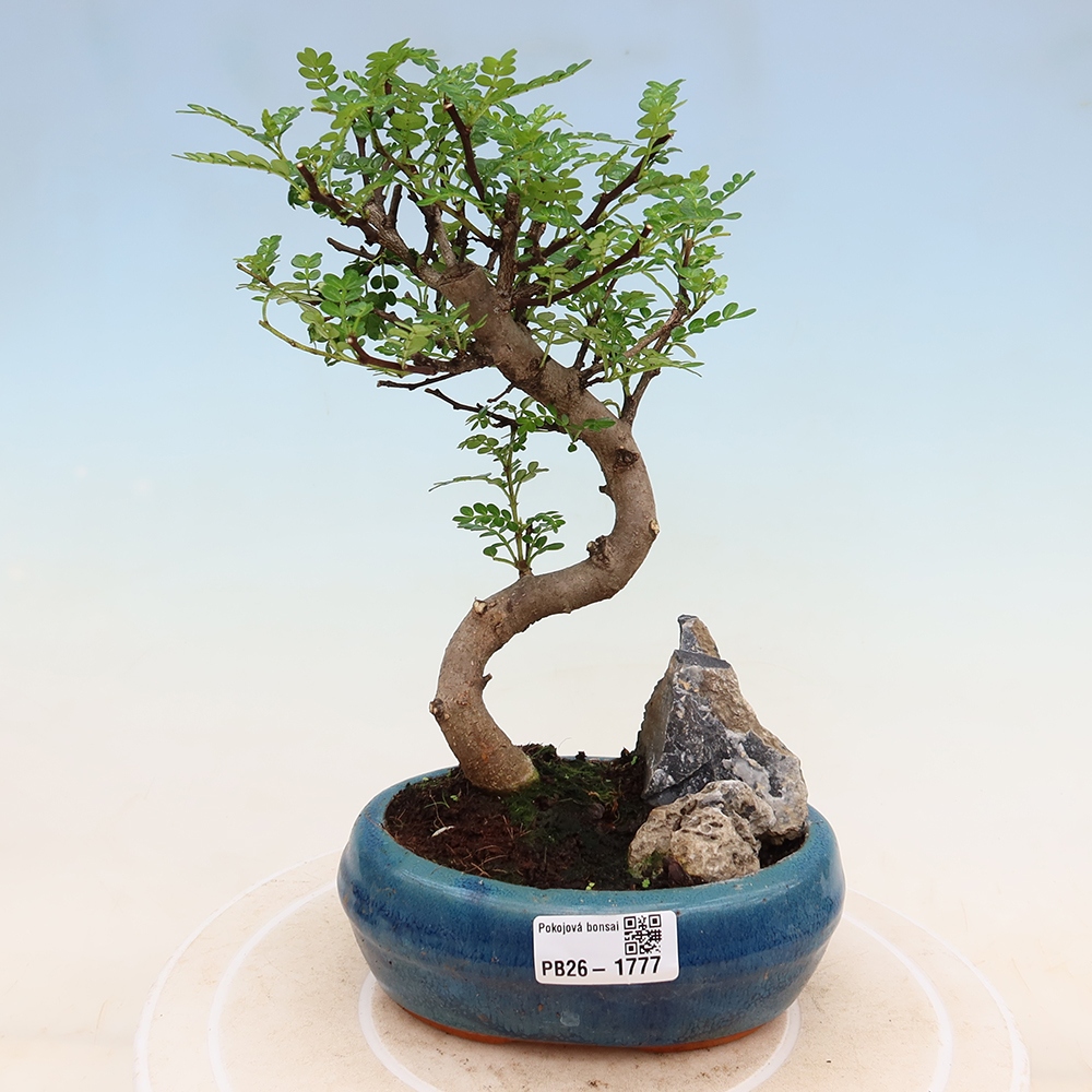 Pokój bonsai - Zantoxylum piperitum - drzewo pieprzowe
