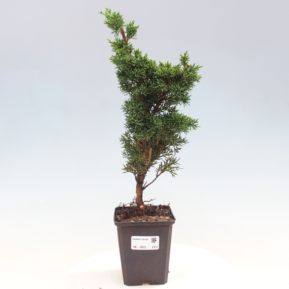 Outdoor bonsai - Juniperus chinensis Kishu - chiński jałowiec