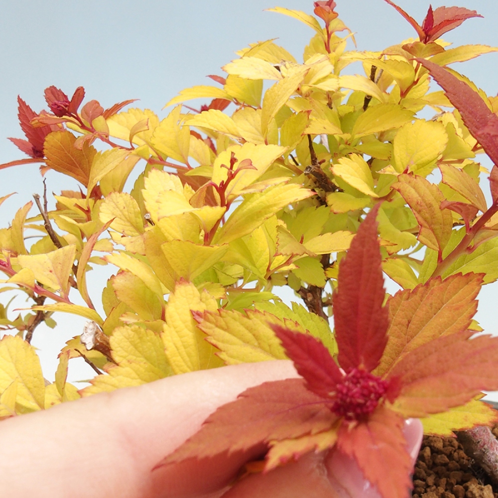 Outdoor bonsai - Spirae Aurea