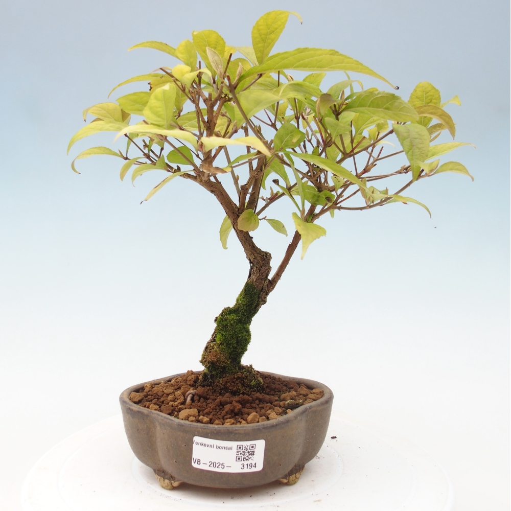 Outdoor bonsai - callicarpa jap Leucocarpa