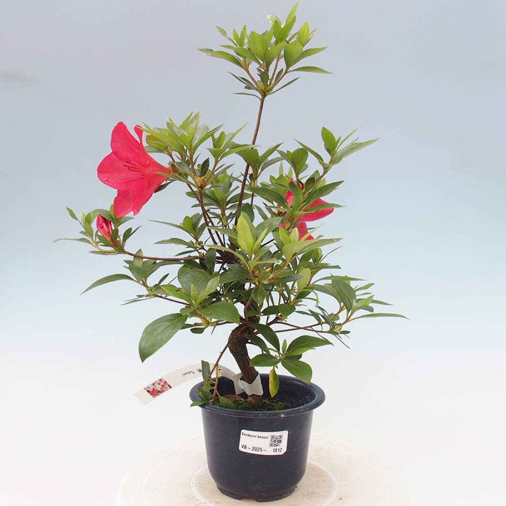 Bonsai zewnętrzne - Azalia japońska - Azalia Saien