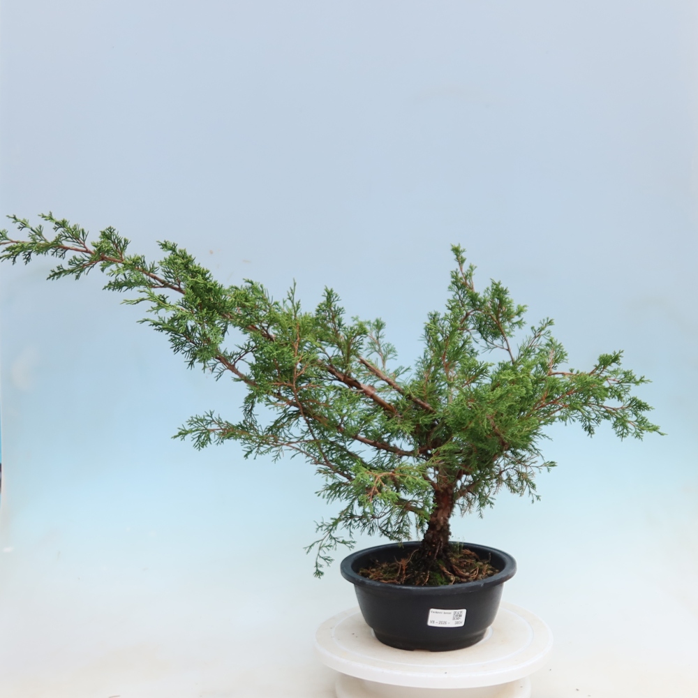 Bonsai ogrodowe – Juniperus chinensis Itoigawa – jałowiec chiński
