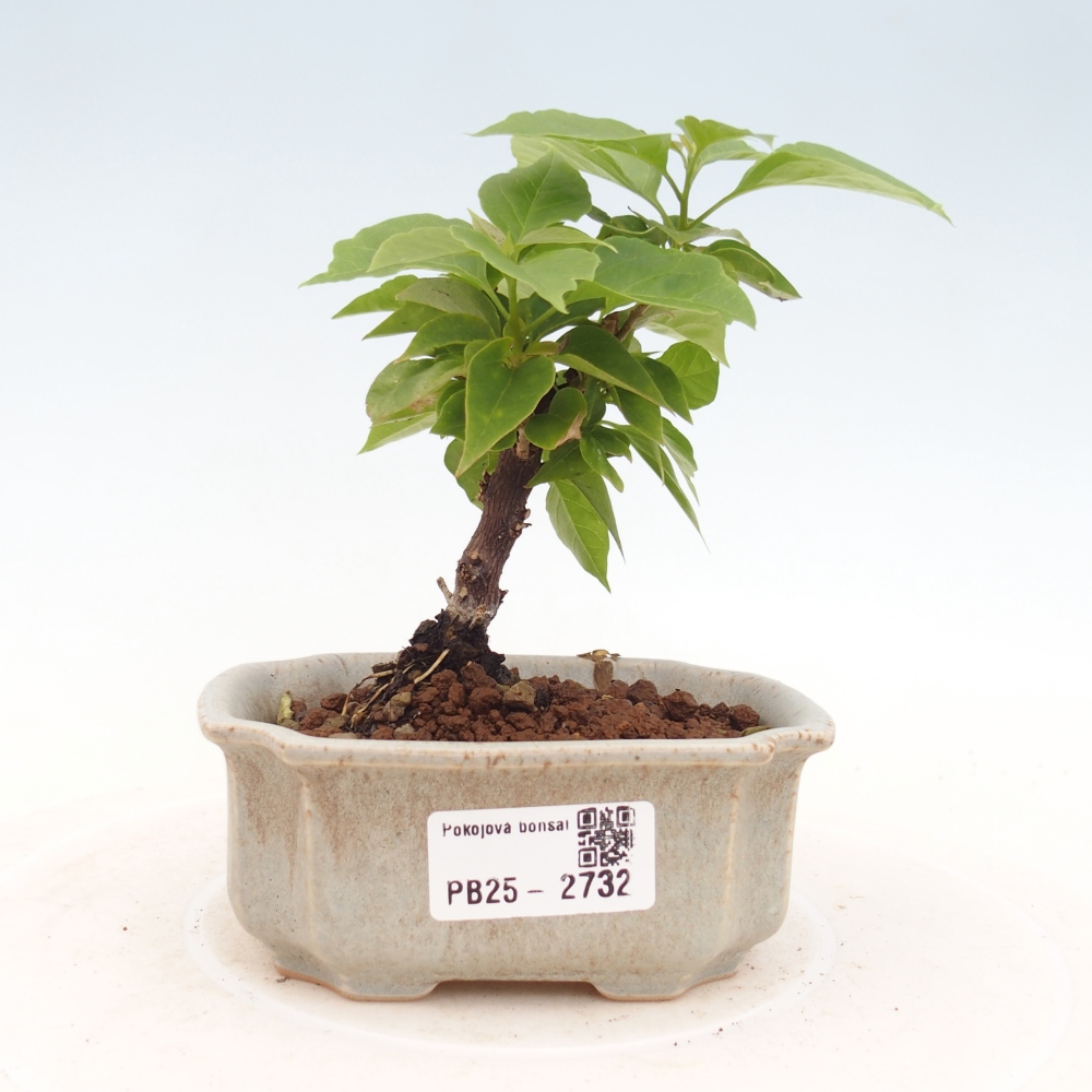 Bonsai do wnętrz - Bouganwilea